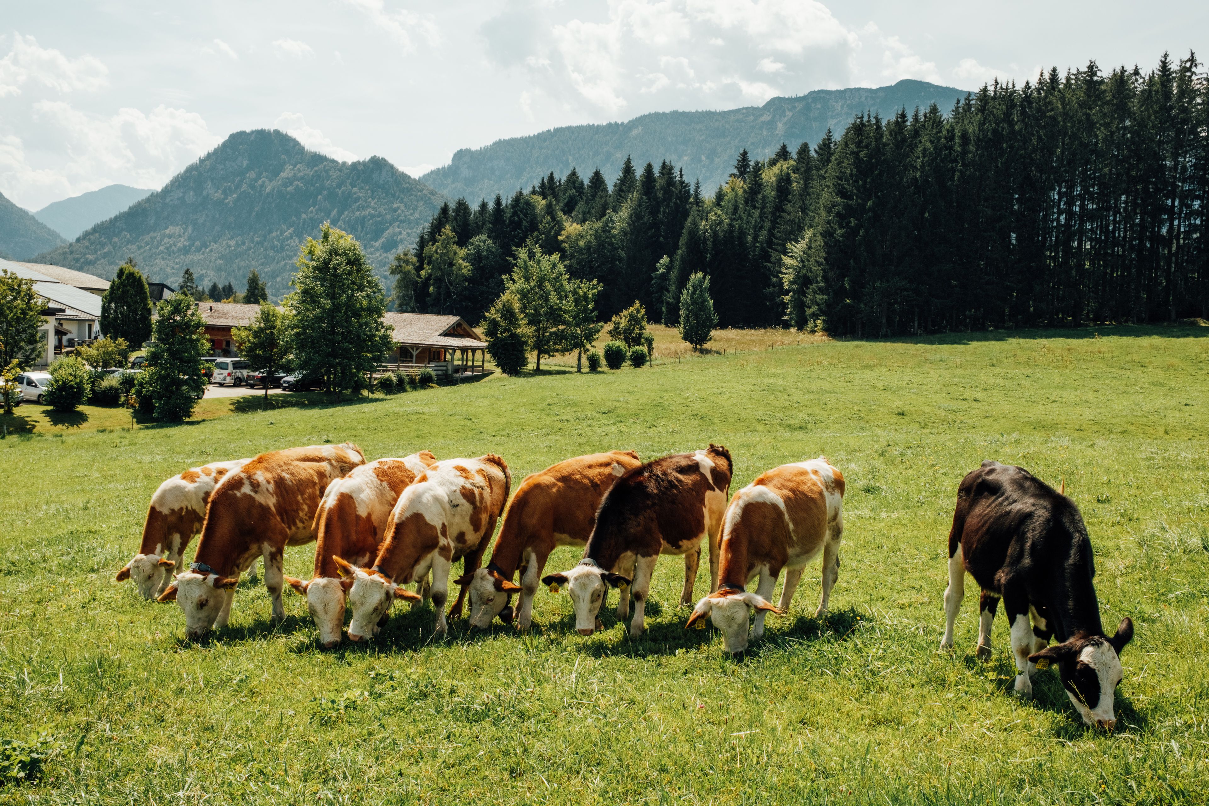 Cow content is key! Bavarian cliches when gravel bikepacking.