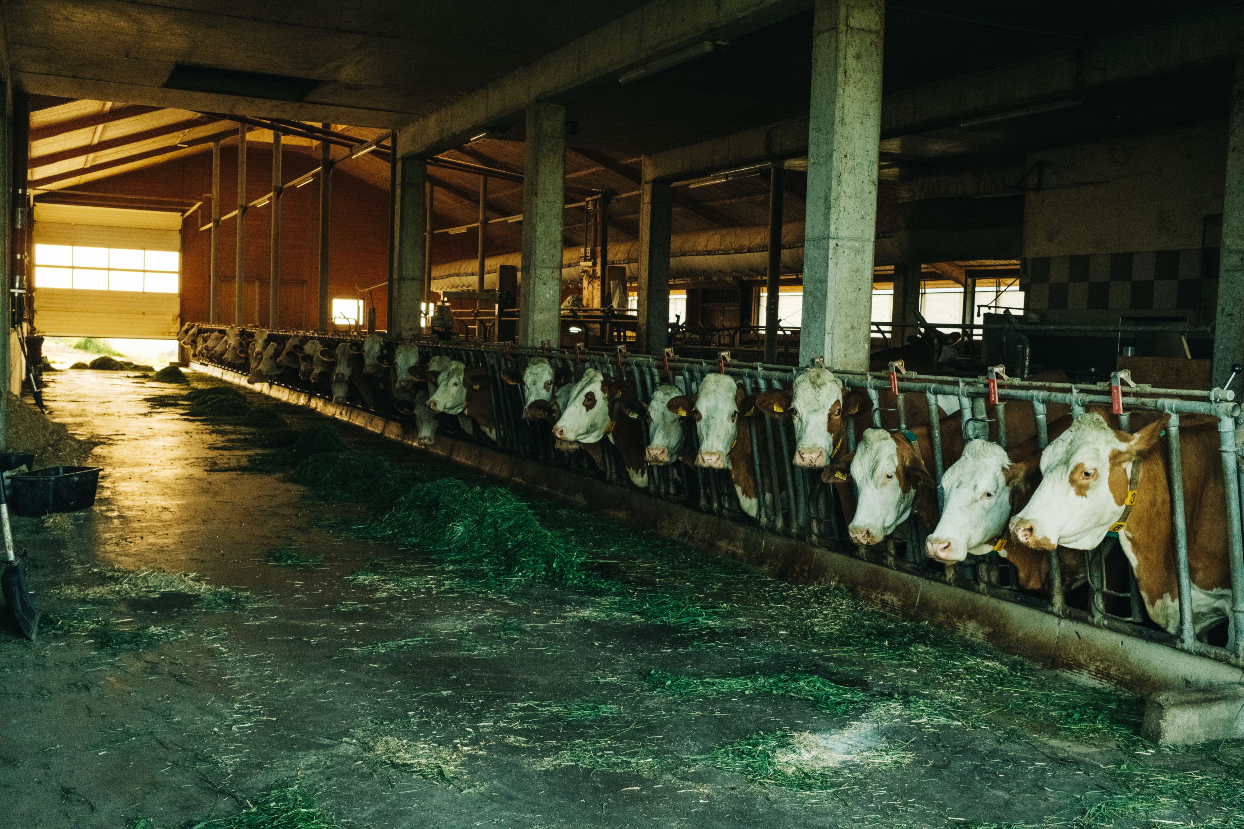 Austria and cows are inseperable topics. You can discover the idyllic farms by bike.