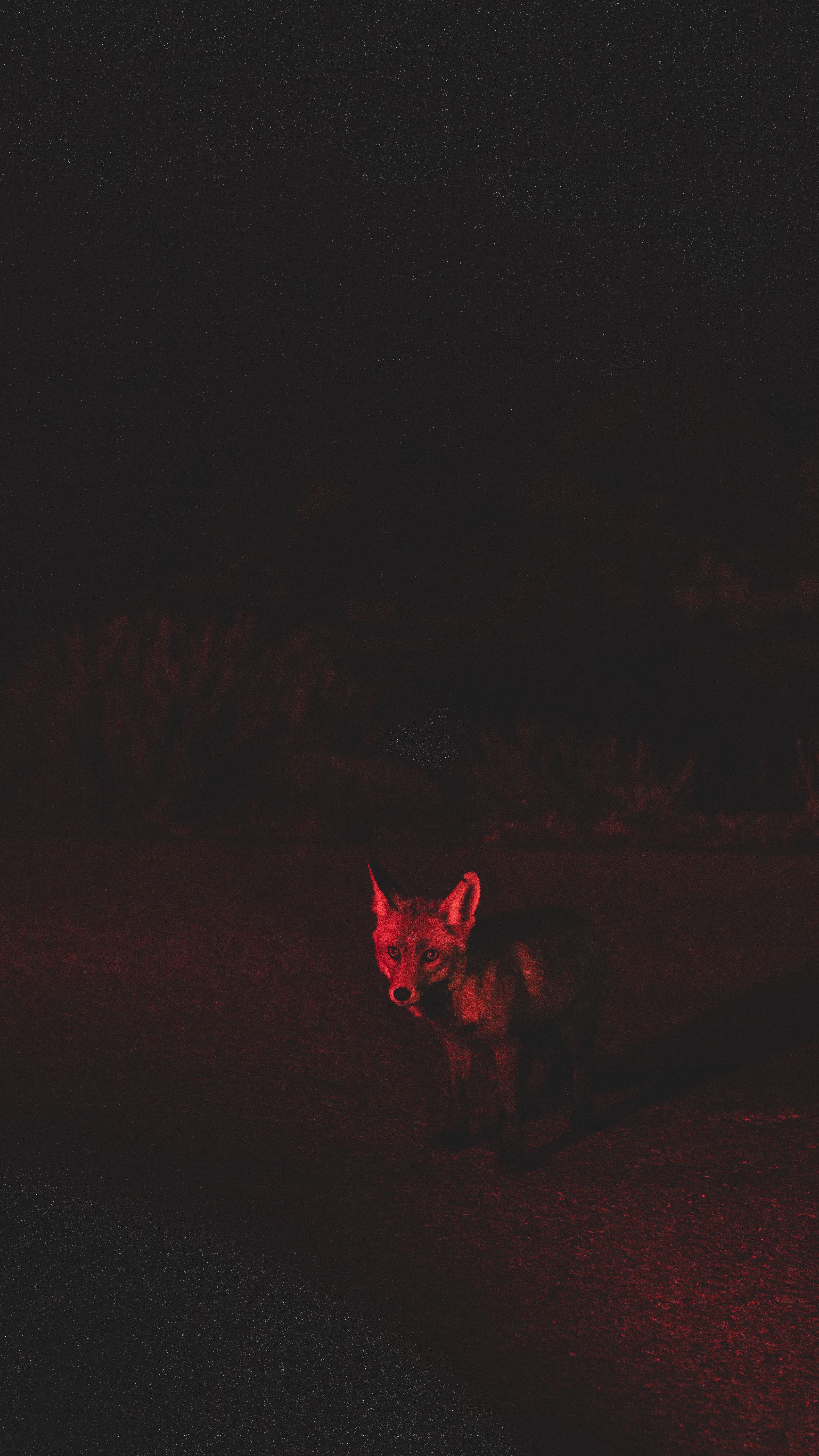 The desert is alife at night in the Gorafe desert. Not onyl during Badlands.