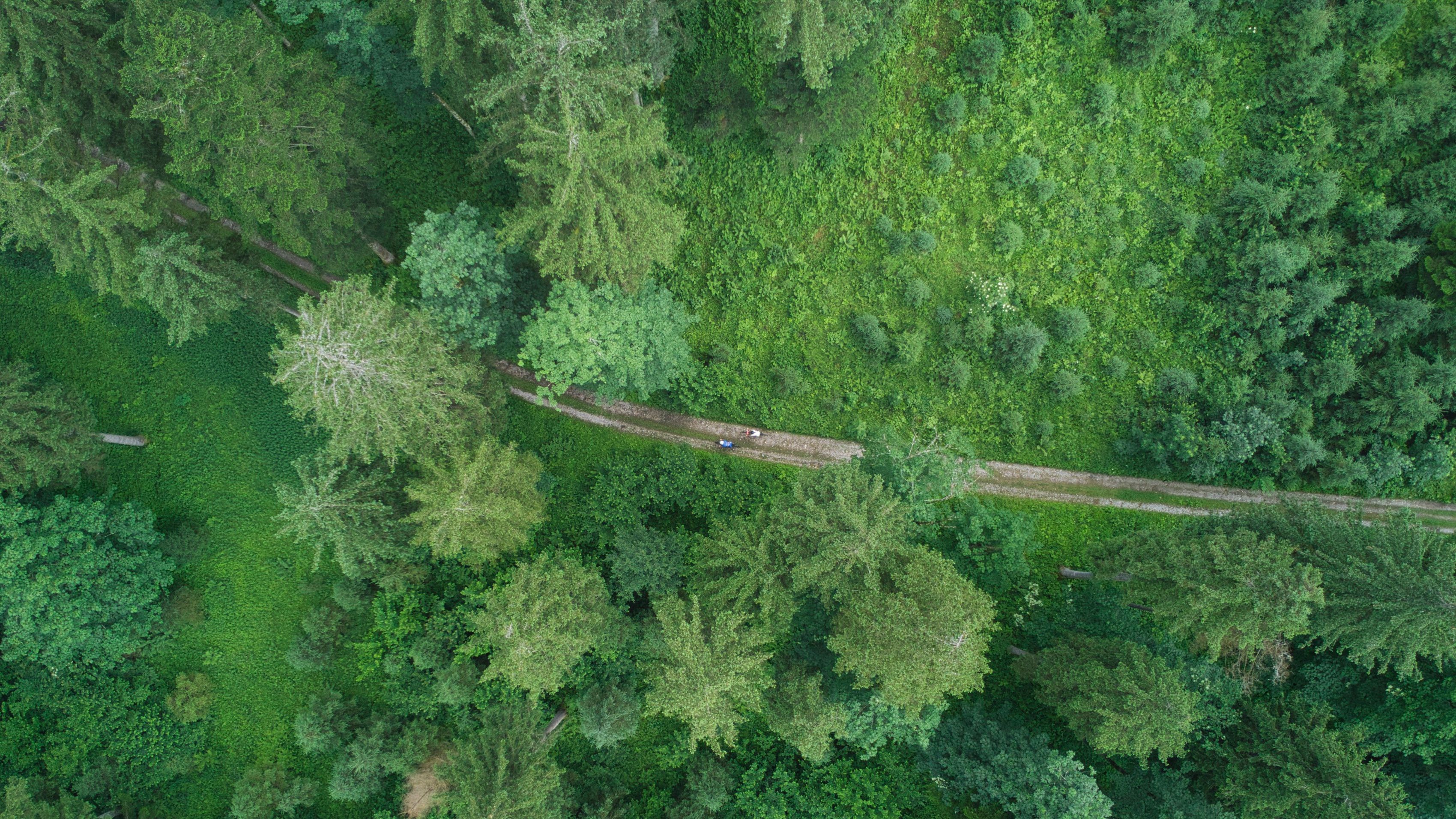 Tief durch den Wald verlaufen perfekte Gravel Wege im Salzburger Tennengau.