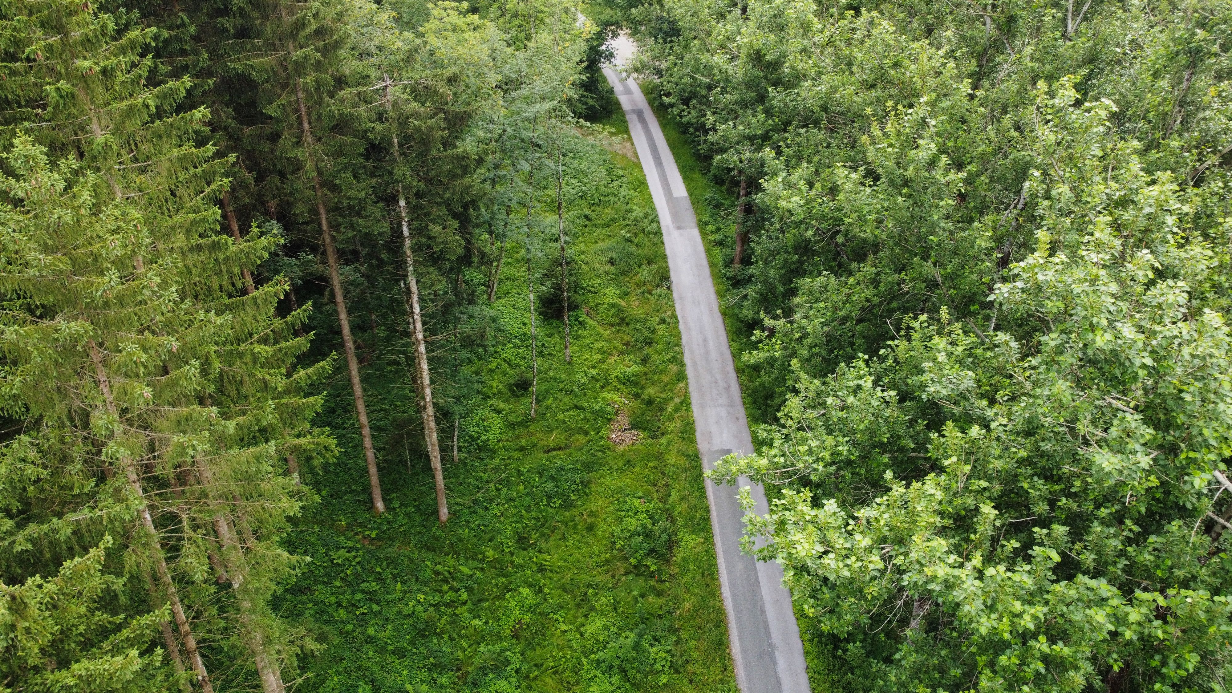 Die Henndorfer Waldstraße ist himmlisch ruhig zum Radfahren mit einem Gravel-Bike.