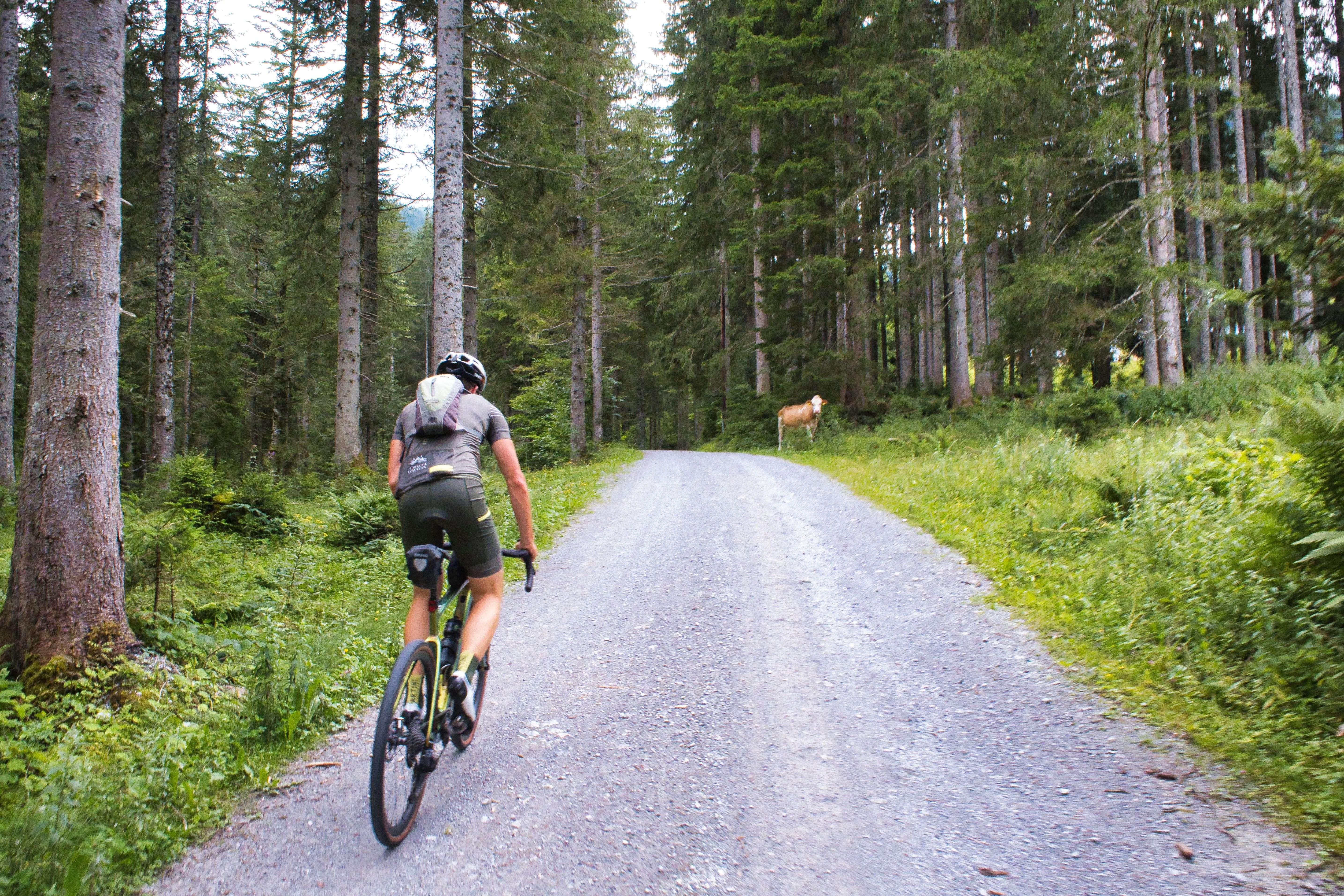 Der Anstieg auf Gravel zur Karalm verläuft auf einer schönen Forststraße durch dichten Wald.