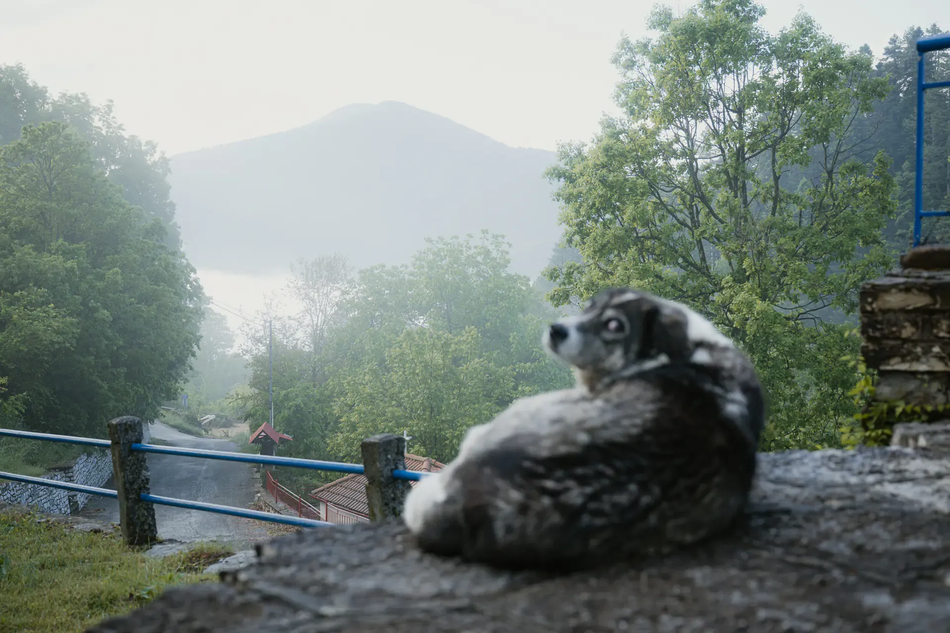 Greece means mountains, tiny stone villages and dogs. Lots of them.