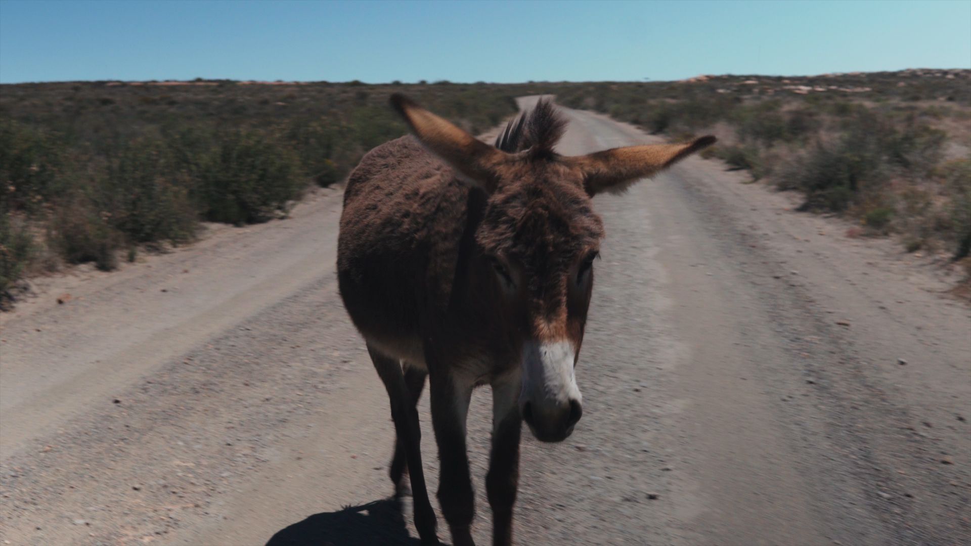 Guess what: We didn't call it Buy A Donkey because of this Donkey