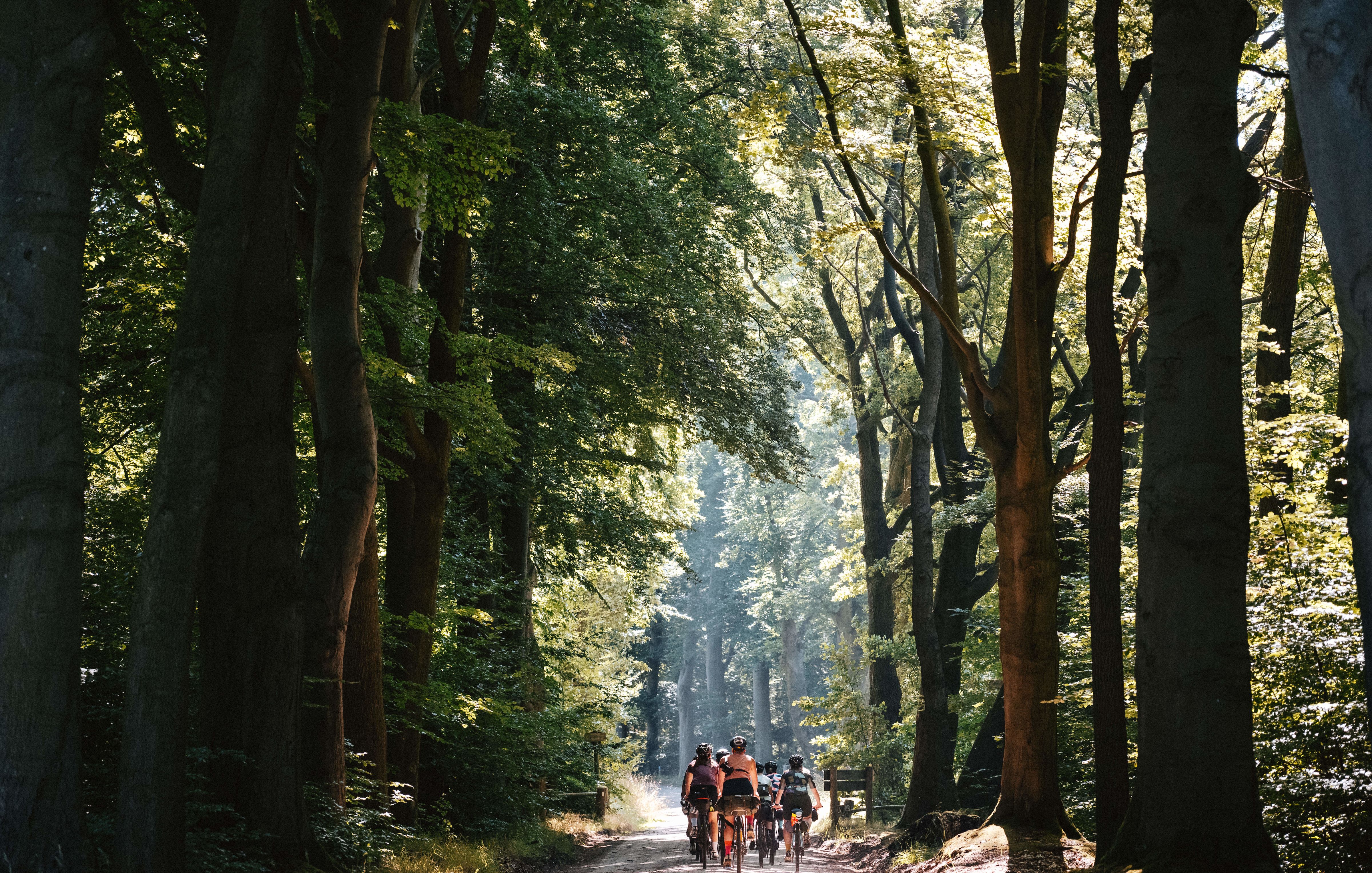 The large beautiful forrests between Breda and Maastricht were perfect for a womens wekender bikepacking route.