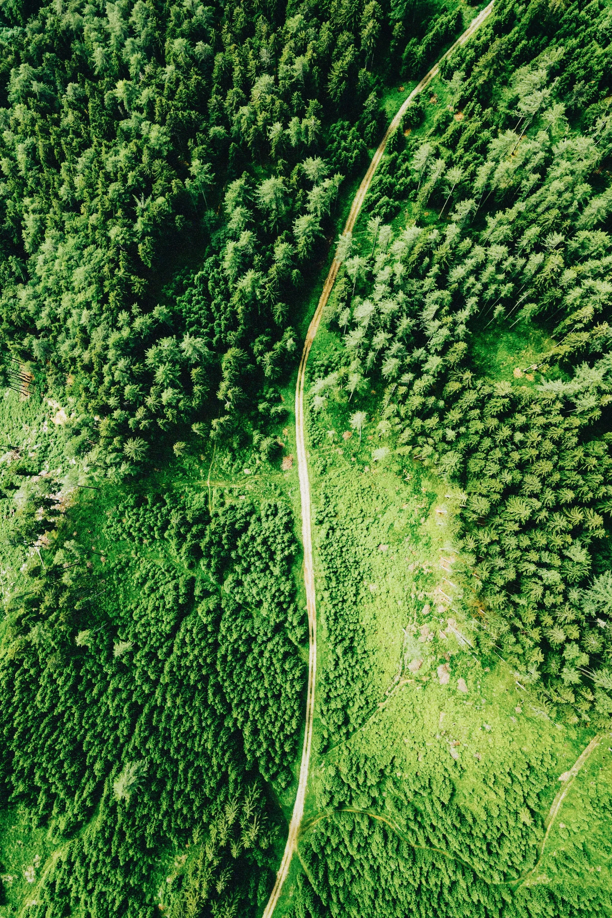 forest-aerial-splash-edit-grain.webp