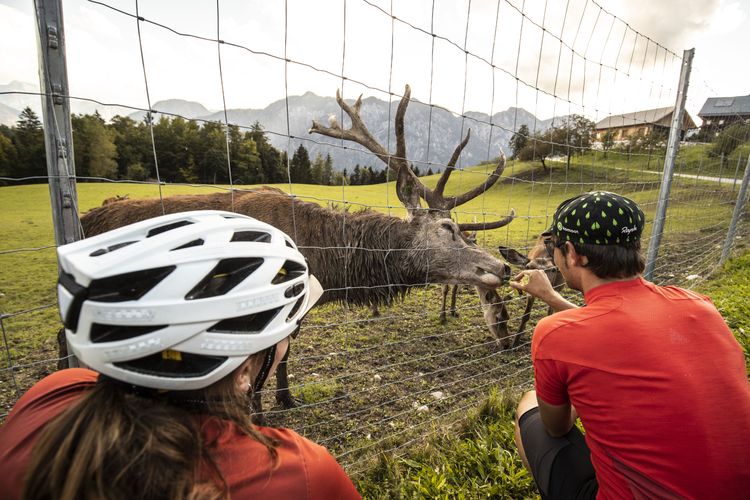 Feeding deer is a highlight while cycling up to Rossmoosalm on a gravelbike.