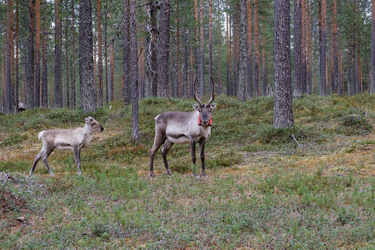 Lapland is famous for it's endless wilderness and of course Reindeers. Bikepacking through Lapland is a bucketlist ride!