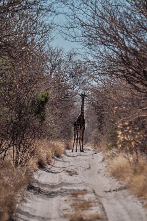 Giraffe beim bikepacken in Afrika.