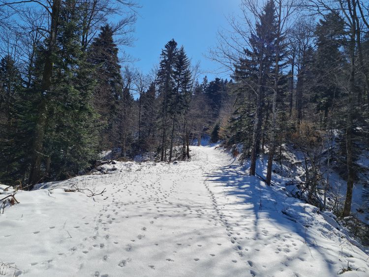 lynx footprints in the snow