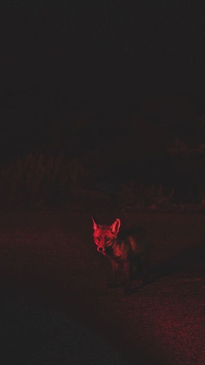 The desert is alife at night in the Gorafe desert. Not onyl during Badlands.