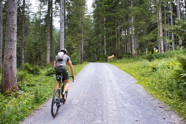 The ascent on gravel to the Karalm runs on a beautiful forest road through dense forest.