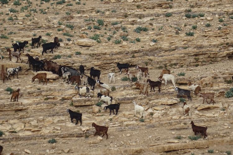 You will see a lot of goats while bikepacking in Jordan.