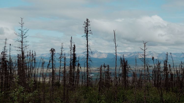 Forests in Canada are grizzly territory, beware bikepackers!