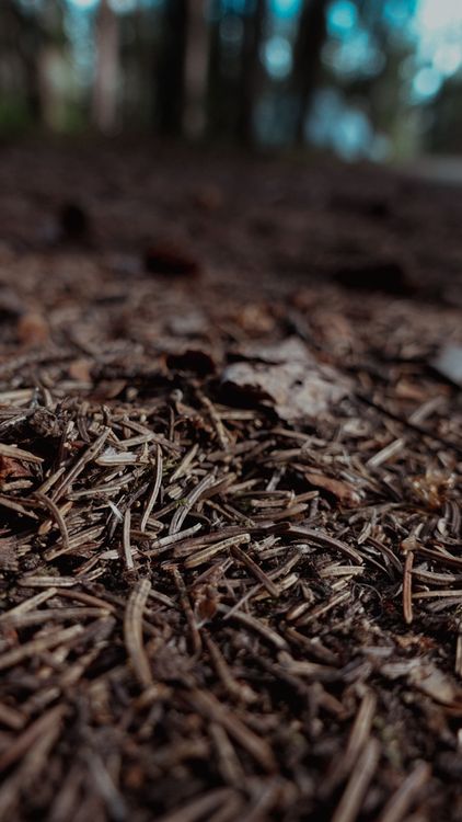 bikepacking through the canadian forest.