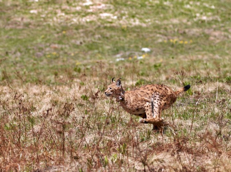 lynx running