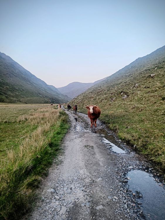You will not encounter a lot of companions on the Highland Trail 550 bikepacking race. These cows maybe.