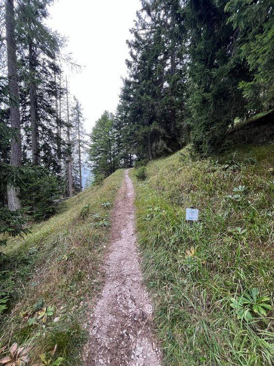 Ein paar sections single trail waren auch mit Gravelbike spassig und wirklich schön! 