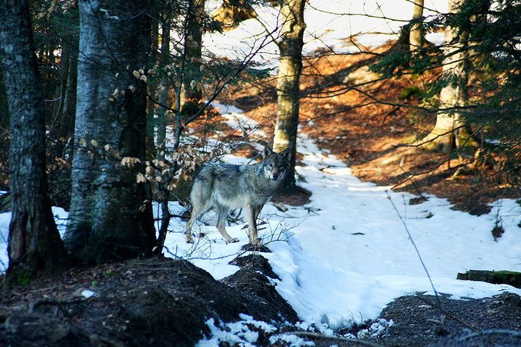 Large carnivores like wolves are endangered