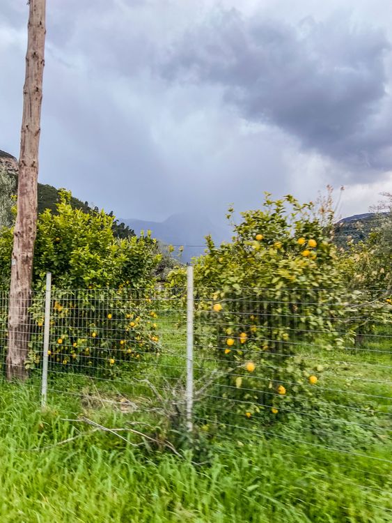 Citron trees next to the road always means a good bikepacking trip