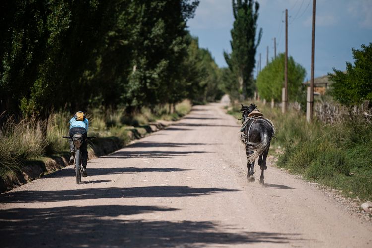 2 wild horses in Kyrgyzstan.