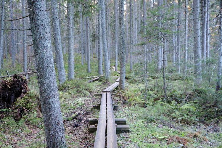 Singletrails can also be found when bikepackng in southern Finland.