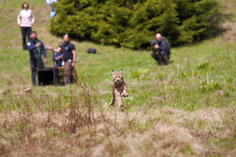 Luchs Emil hat ein neues Zuhause in den Dinarischen Bergen gefunden! Foto: Vedran Slijepcevic