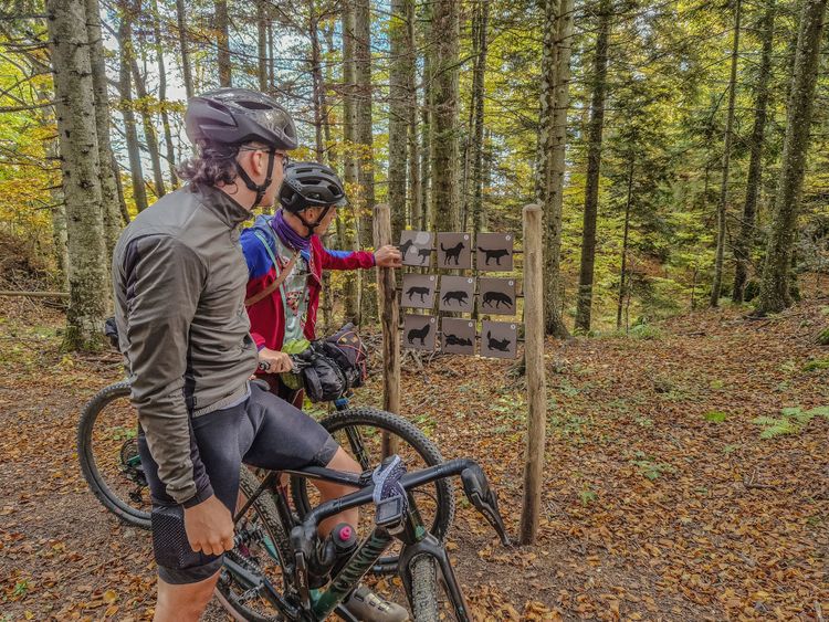 The Forest Learning Trail next to Mašun is great fun and you can learn about Carnivores!